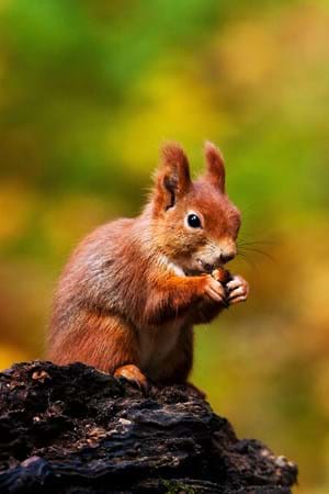 red squirral