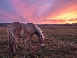 new forest ponies