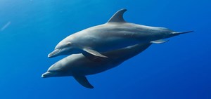 MarineLife with Condor Ferries