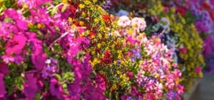 Tour of Clematis
