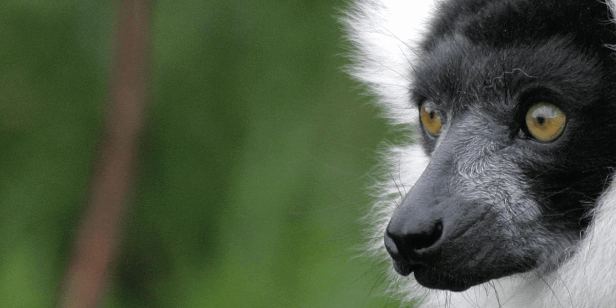 A Lemur at Durrell Zoo
