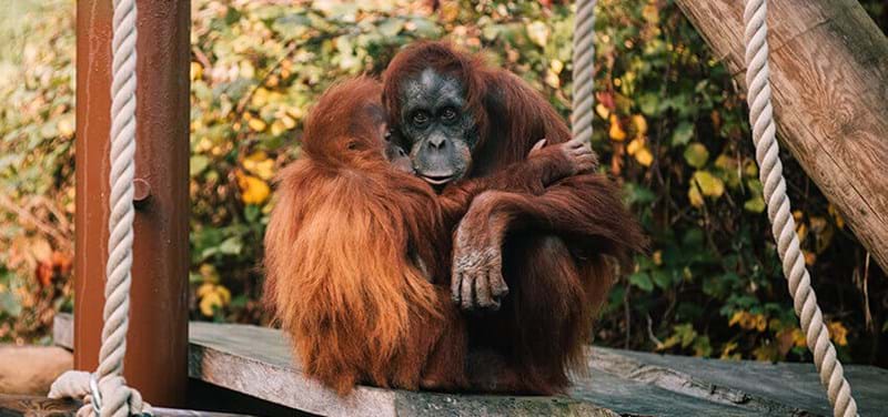durrell-orangutan.jpg