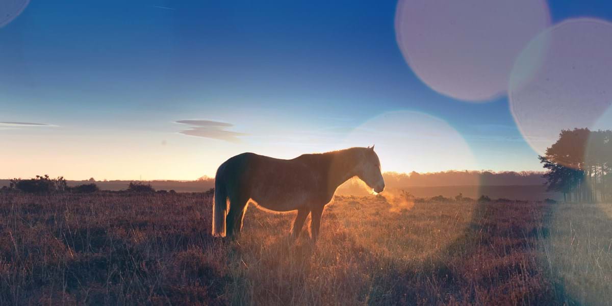 New Forest Ponies