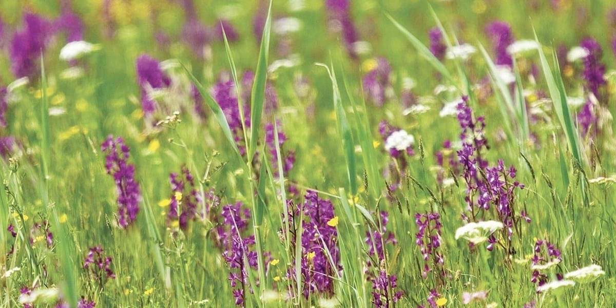 Les fleurs sauvages de Guernesey