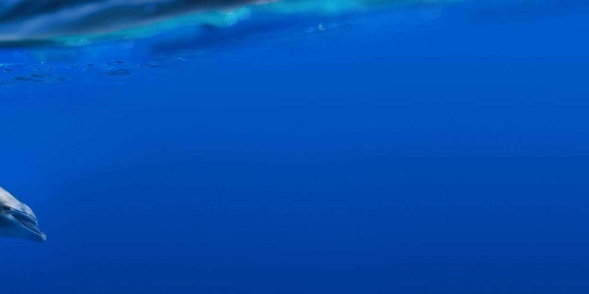 Dolphin in the solent